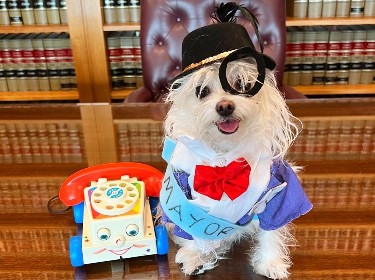 White fluffy dog smiling while wearing a mayor Halloween costume.